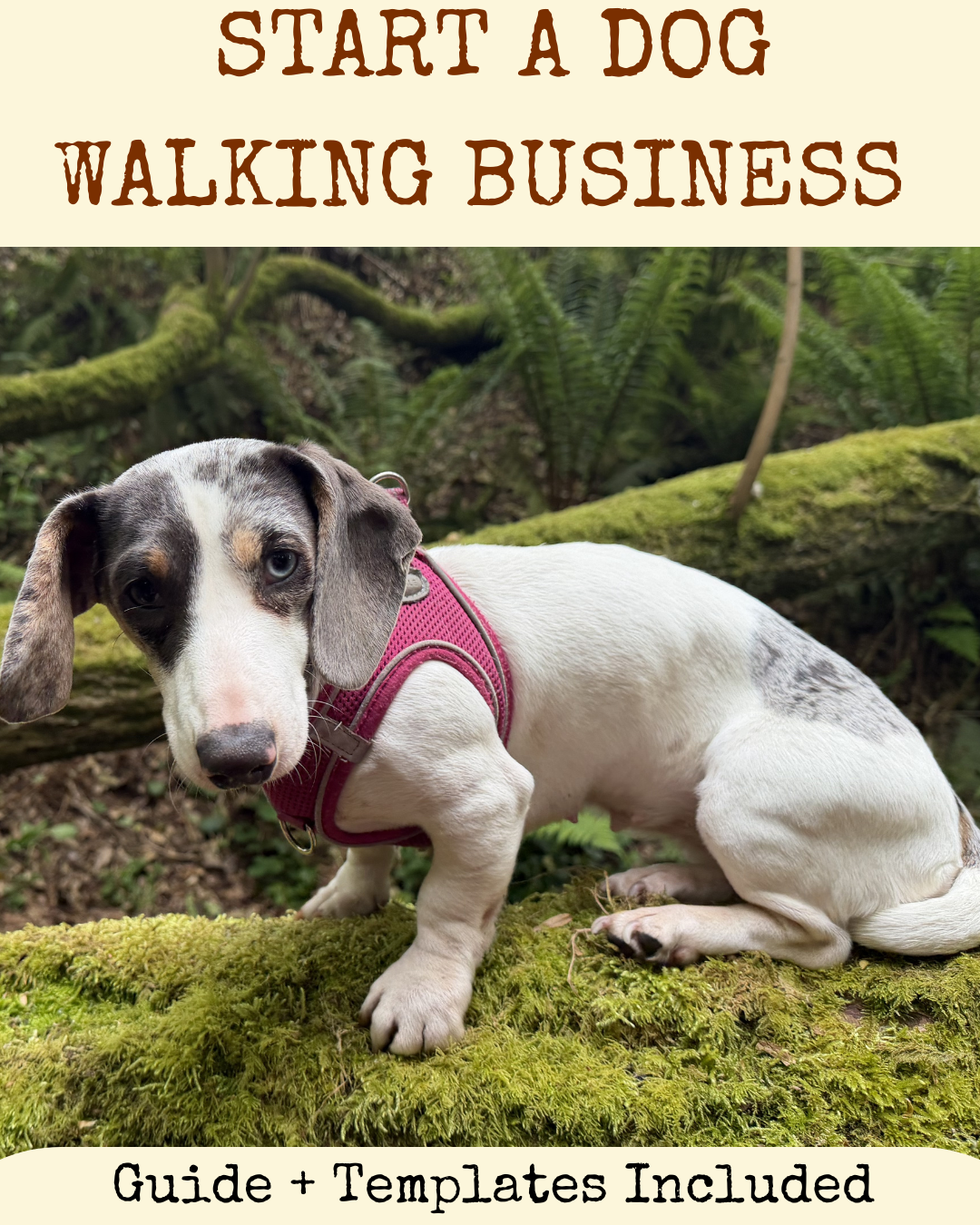 The Complete Guide to Setting Up a Dog Walking Business — cover